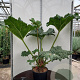 Gunnera manicata GM 2,0L