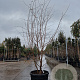 Prunus 'The Bride' 200-250 cm cont. 90L meerstammig