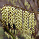 Stachyurus praecox 80-100 cm 12L kegel