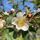 Stewartia pseudocamellia 60-80 cm 7,5L struik
