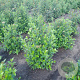 Viburnum tinus 60-80 cm met kluit