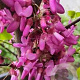 Cercis siliquastrum 'Bodnant' 200-250 cm container meerstammig extra