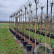 Liquidambar s. 'Gum Ball' 8-10 HO container 225 cm stam