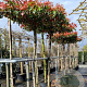 Photinia fraseri 'Red Robin' 10-12 HO container dakvorm 250 cm stam