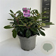 Rhododendron (Y) 'Blurettia' 30-40 cm 5,0L