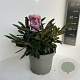 Rhododendron (Y) 'Kalinka' 30-40 cm 5,0L