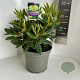 Rhododendron yakushimanum 30-35 cm 5,0L