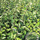 Elaeagnus ebbingei 60-80 cm met kluit