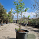 Heptacodium miconioides 150-175 cm container meerstammig