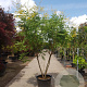 Koelreuteria paniculata 200-250 cm container meerstammig extra