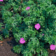 Geranium sanguineum GM P9