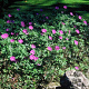 Geranium sanguineum GM P9