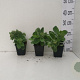 Sedum 'Herbstfreude' GM P9