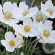 Anemone sylvestris 'Snow White' GM 2,0L