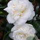 Camellia j. 'Nobilissima' 40-50 cm 3,0L