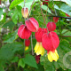 Abutilon megapotamicum 175-200 cm 20L 3 stok