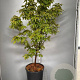 Acer griseum 100-125 cm 20L