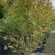 Acer palmatum 200-250 cm cont. 110L