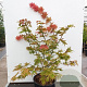 Acer shirasawanum 'Autumn Moon' 80-100 cm 20L