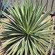 Agave angustifolia 'Variegata' GM c20