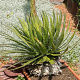 Agave filifera GM c20