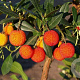 Arbutus unedo 'Atlantic' 100-125 cm 20L