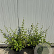 Berberis julianae 40-60 cm 4,0L