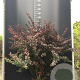 Berberis thunb. 'Atropurpurea' 60-80 cm 12L