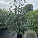 Betula utilis 'Doorenbos' 175-200 cm 20L