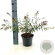 Buddleja Free Petite Snow White 30-40 cm 3,0L
