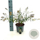 Buddleja Free Petite Snow White 30-40 cm 3,0L
