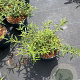 Buddleja Free Petite Snow White 30-40 cm 3,0L