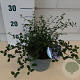 Ceanothus thyrsiflorus repens 20-30 cm 2,0L