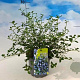 Ceanothus thyrsiflorus repens 20-30 cm 2,0L