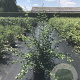 Crataegus media 'Paul's Scarlet' 100-125 cm 20L