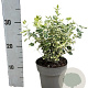 Euonymus fort. 'Emerald Gaiety' 20-30 cm 2,0L