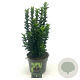 Euonymus jap. 'Green Spire' 20-30 cm 2,0L