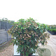 Hydrangea villosa 125-150 cm 50L