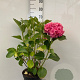Hydrangea m. 'Sibilla' GM 7,5L
