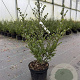 Ilex crenata Dark Green 30-40 cm 3,0L