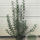 Ligustrum vulgare 60-80 cm 4,0L