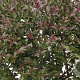Lonicera nitida 'Garden Clouds Purple Storm' 80-100 cm 20L