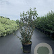 Osmanthus heterophyllus 60-80 cm 12L
