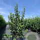 Philadelphus coronarius 150-175 cm 20L