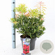 Pieris 'Forest Flame' 30-40 cm 5,0L