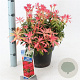 Pieris 'Forest Flame' 30-40 cm 5,0L