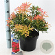 Pieris 'Forest Flame' 30-40 cm 5,0L