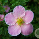 Potentilla f. 'Pretty Polly' 20-30 cm 2,0L
