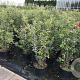 Quercus ilex 100-125 cm 20L