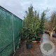 Quercus ilex 200-250 cm 50L